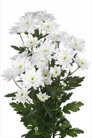 Photos von Blumenvarianten benutzt als: Schnittblume Chrysanthemum Baltica