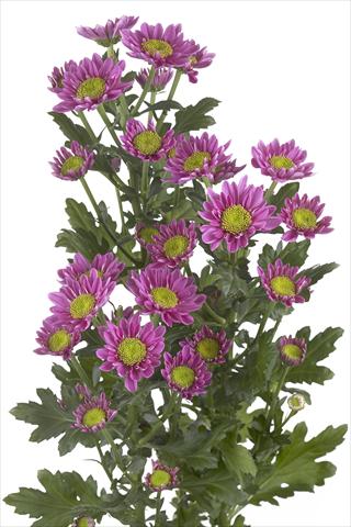 Photos von Blumenvarianten benutzt als: Schnittblume Chrysanthemum Amazon