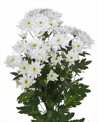 Photos von Blumenvarianten benutzt als: Schnittblume Chrysanthemum Milano White