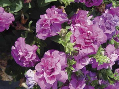 Photos von Blumenvarianten benutzt als: Topf, Beet, Terrasse, Ampel Petunia pendula Viva Double Purple