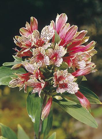 Photos von Blumenvarianten benutzt als: Beet- / Rabattenpflanze Alstroemeria psittacina Mona Lisa