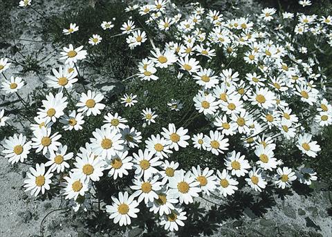 Photos von Blumenvarianten benutzt als: Beet- / Rabattenpflanze Anthemis carpatica Karpatenschnee (Snowcarpet)