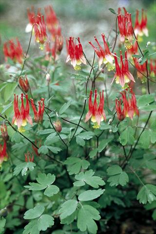 Photos von Blumenvarianten benutzt als: Topf und Beet Aquilegia canadiensis Little Lanterns