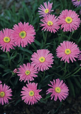 Photos von Blumenvarianten benutzt als: Beet- / Rabattenpflanze Aster alpinus Pinkie 