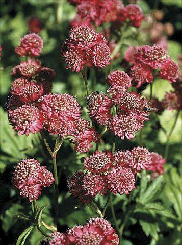 Photos von Blumenvarianten benutzt als: Beet- / Rabattenpflanze Astrantia Major-Hybr. Rosensinfonie (Rose Symphony)
