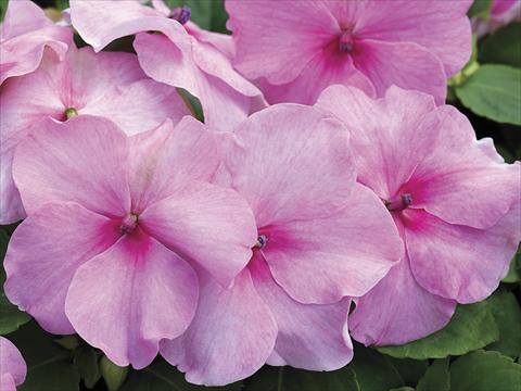 Photos von Blumenvarianten benutzt als: Topf, Beet, Terrasse Impatiens walleriana Accent Pink Imp