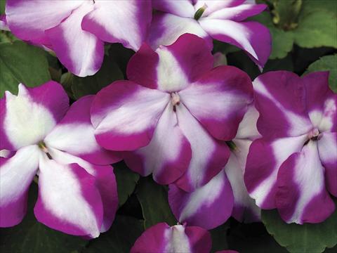 Photos von Blumenvarianten benutzt als: Topf, Beet, Terrasse Impatiens walleriana Accent Violet Star Imp
