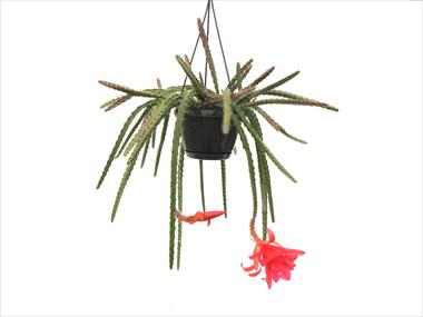 Photos von Blumenvarianten benutzt als: Topf Cactus Aporophyllum hybride