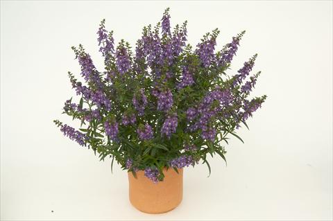 Photos von Blumenvarianten benutzt als: Topf, Beet, Terrasse Angelonia angustifolia Alonia Dark Blue