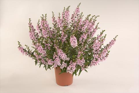 Photos von Blumenvarianten benutzt als: Terrasse, Topf Angelonia angustifolia Alonia Pastel Pink