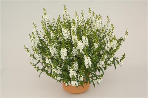 Photos von Blumenvarianten benutzt als: Terrasse, Topf Angelonia angustifolia Alonia White