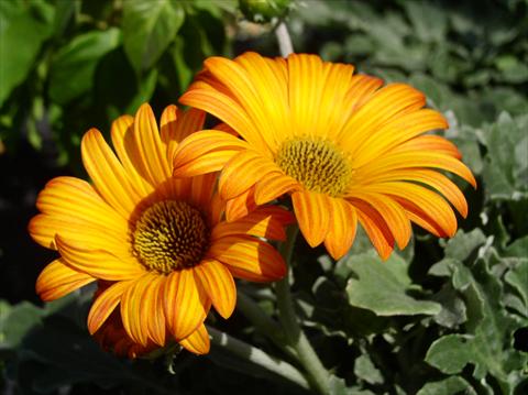 Photos von Blumenvarianten benutzt als: Topf und Beet Arctotis Hayley