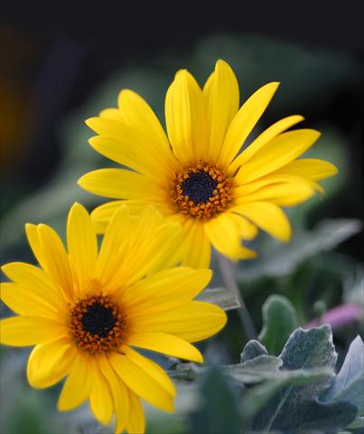 Photos von Blumenvarianten benutzt als: Topf und Beet Arctotis Hellow
