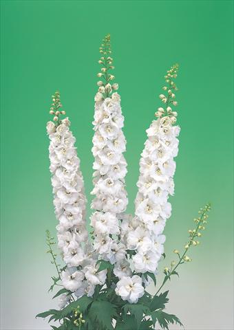 Photos von Blumenvarianten benutzt als: Schnittblume Delphinium elatum Aurora F1