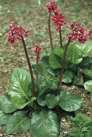 Photos von Blumenvarianten benutzt als: Beet- / Rabattenpflanze Bergenia cordifolia Rotblum