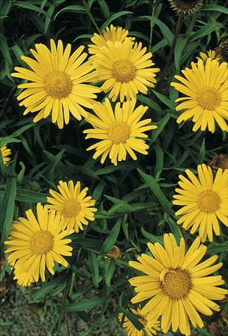 Photos von Blumenvarianten benutzt als: Beet- / Rabattenpflanze Buphtalmum salicifolium Alpengold