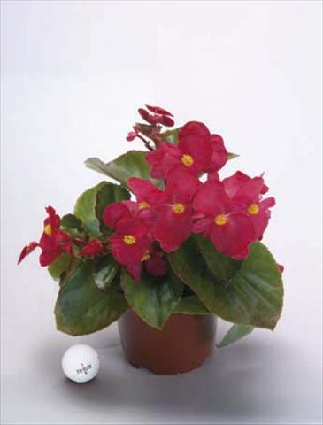 Photos von Blumenvarianten benutzt als: Topf, Beet, Terrasse, Ampel Begonia x benariensis BIG Red Green Fogliage