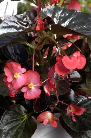 Photos von Blumenvarianten benutzt als: Topf und Beet Begonia x benariensis BIG Scarlet Bronze Leaf