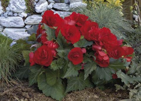 Photos von Blumenvarianten benutzt als: Topf, Beet, Terrasse, Ampel Begonia tuberosa Go Early F1 Red