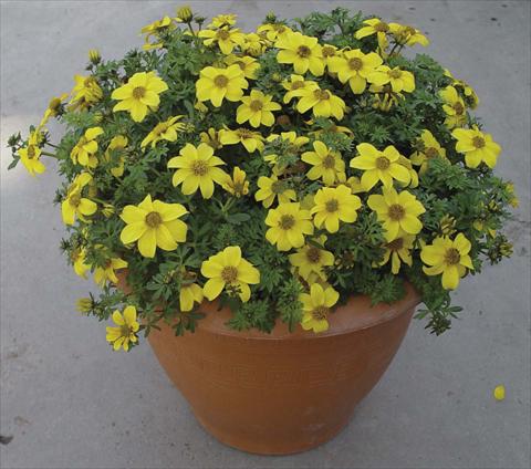 Photos von Blumenvarianten benutzt als: Topf, Beet, Terrasse Bidens ferulifolia Golddust Yellow