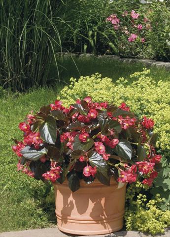 Photos von Blumenvarianten benutzt als: Topf, Beet, Terrasse, Ampel Begonia x benariensis BIG