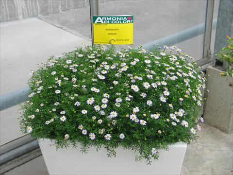 Photos von Blumenvarianten benutzt als: Topf, Terrasse, Ampel. Brachyscome Surdaisy® Mauve