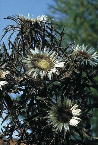 Photos von Blumenvarianten benutzt als: Beet- / Rabattenpflanze Carlina acaulis Bronze