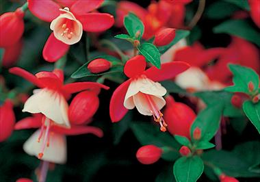 Photos von Blumenvarianten benutzt als: Topf Fuchsia Shadowdancer™ Shirley