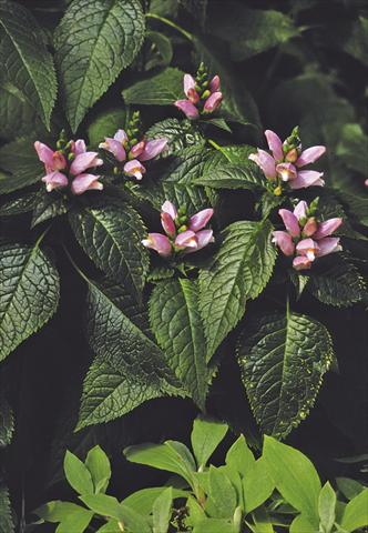 Photos von Blumenvarianten benutzt als: Beet- / Rabattenpflanze Chelone lyonii Pink Temptation