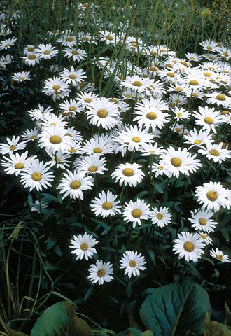 Photos von Blumenvarianten benutzt als: Topf und Beet Chrysanthemum maximum Brightside