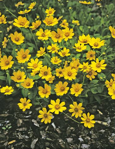 Photos von Blumenvarianten benutzt als: Beet- / Rabattenpflanze Coreopsis auriculata f. nana Elfin Gold