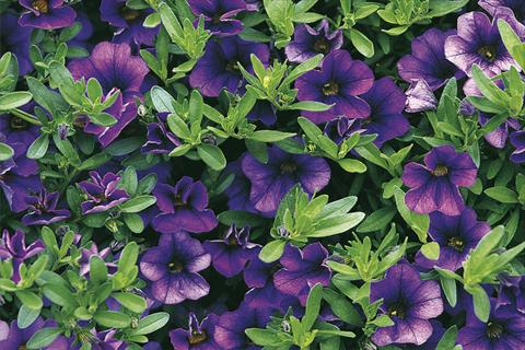 Photos von Blumenvarianten benutzt als: Topf, Beet, Terrasse, Ampel Calibrachoa Callie® Dark Blue