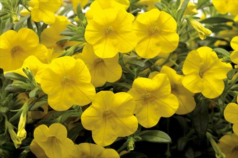Photos von Blumenvarianten benutzt als: Topf, Beet, Terrasse, Ampel Calibrachoa Callie® Deep Yellow