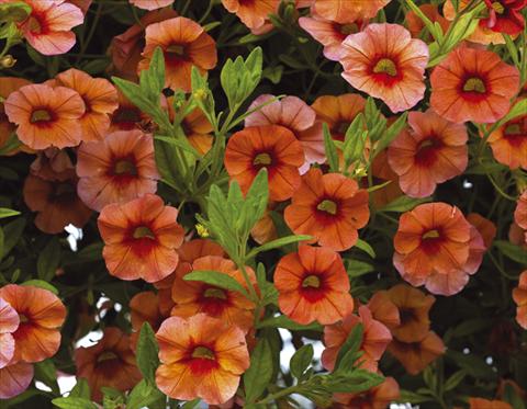 Photos von Blumenvarianten benutzt als: Topf, Beet, Terrasse, Ampel Calibrachoa Callie® Orange 08
