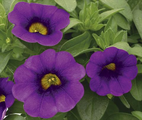 Photos von Blumenvarianten benutzt als: Topf, Beet, Terrasse, Ampel Calibrachoa Callie® Purple