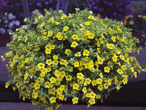 Photos von Blumenvarianten benutzt als: Topf, Beet, Terrasse, Ampel Calibrachoa Callie® Yellow 08