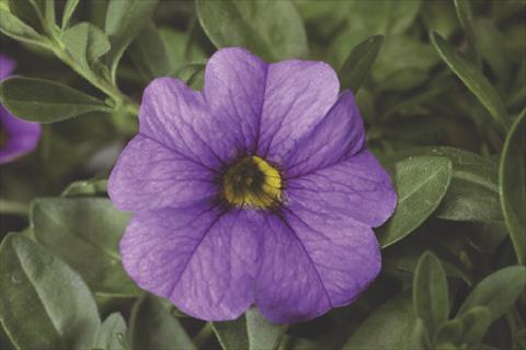 Photos von Blumenvarianten benutzt als: Topf, Beet, Terrasse, Ampel Calibrachoa Callie® Light Blue