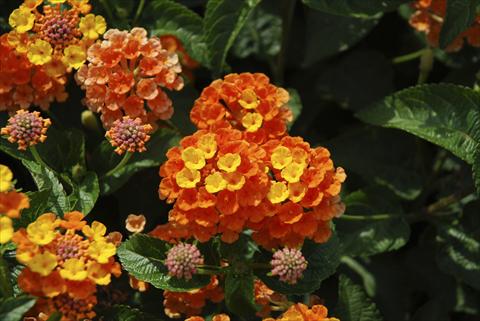 Photos von Blumenvarianten benutzt als: Topf, Beet, Terrasse, Ampel Lantana camara TOP Calippo Mandarin