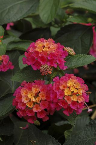Photos von Blumenvarianten benutzt als: Topf, Beet, Terrasse, Ampel Lantana camara TOP Calippo Pink
