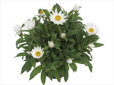 Photos von Blumenvarianten benutzt als: Topf und Beet Helichrysum (Bracteantha) Dazette Satin