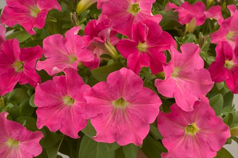 Photos von Blumenvarianten benutzt als: Topf, Terrasse, Ampel. Petunia Candy Pink Ray