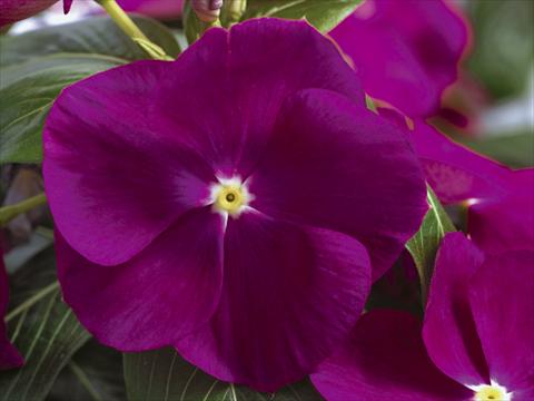 Photos von Blumenvarianten benutzt als: Topf und Beet Catharanthus roseus - Vinca Nirvana© Violet