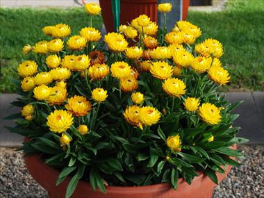 Photos von Blumenvarianten benutzt als: Topf und Beet Helichrysum (Bracteantha) Dazette Mambo