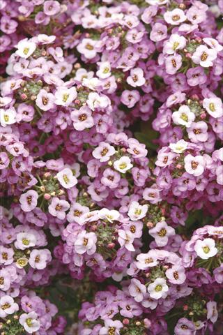 Photos von Blumenvarianten benutzt als: Topf und Beet Alyssum maritimum Clear Crystal Lavender Shades