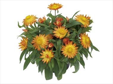 Photos von Blumenvarianten benutzt als: Topf und Beet Helichrysum (Bracteantha) Dazette Electra