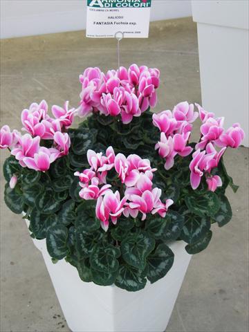 Photos von Blumenvarianten benutzt als: Topf Cyclamen persicum Halios® Fantasia Fuchsia