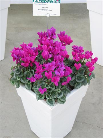 Photos von Blumenvarianten benutzt als: Topf und Beet Cyclamen persicum Metis® Violet Decora