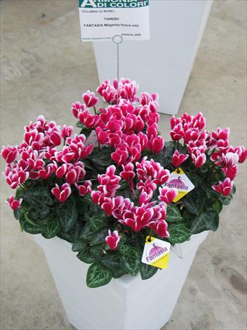 Photos von Blumenvarianten benutzt als: Topf und Beet Cyclamen persicum Tianis® Fantasia Magenta Foncé