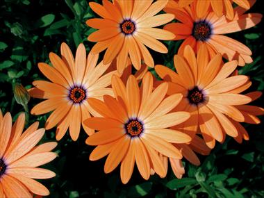 Photos von Blumenvarianten benutzt als: Topf, Beet, Terrasse Osteospermum Orange Symphony