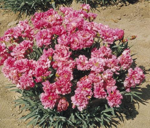 Photos von Blumenvarianten benutzt als: Topf und Beet Dianthus plumarius Pink Tones